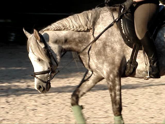 Biete einfühlsamen Beritt/Korrektur für Ihr Pferd/Pony. - Pferde - Böblingen