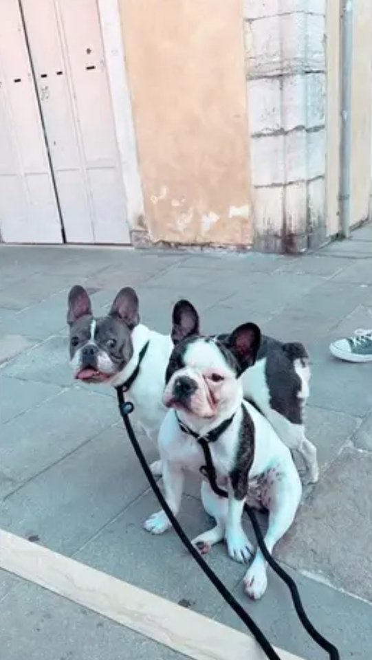 8 wunderschöne Französische Bulldoggen - Hunde - Bayreuth