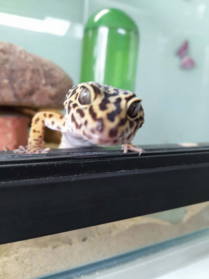 Leopardgeckos mit Terrarium - Reptilien - Neuss