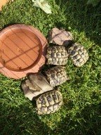Verkaufe griechische Landschildkröten - Reptilien - Stadthagen