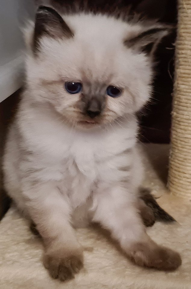 Wunderschöne Neva Masquarade Kitten mit Stammbaum - Katzen - Karstädt