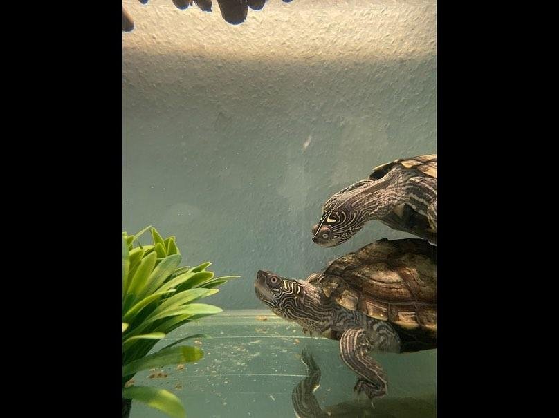 Biete 2 Wasserschildkröten (Höckerschildkröten) - Reptilien - Garmisch-Partenkirchen