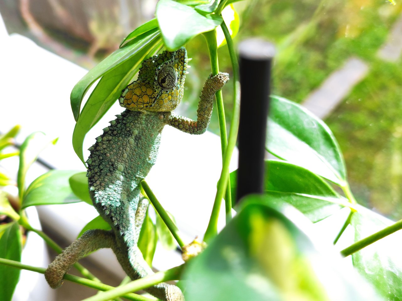 Helmchamäleon Zucht Trioceros Hoehnelii - Reptilien - Dautphetal