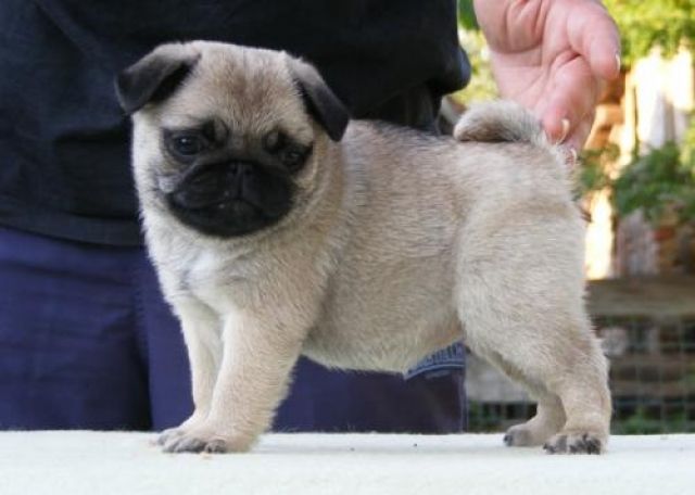 Wunderschöne mopsi babys mit papiere - Hunde - münchen