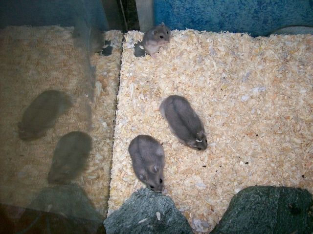 Dschungarische Zwerghamster Babys - Hamster - 