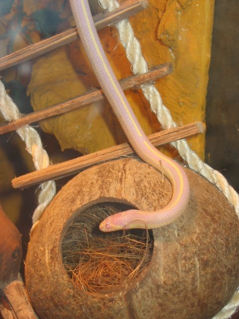 Verkaufe Albino Kettennatter - Reptilien - Hiddenhausen