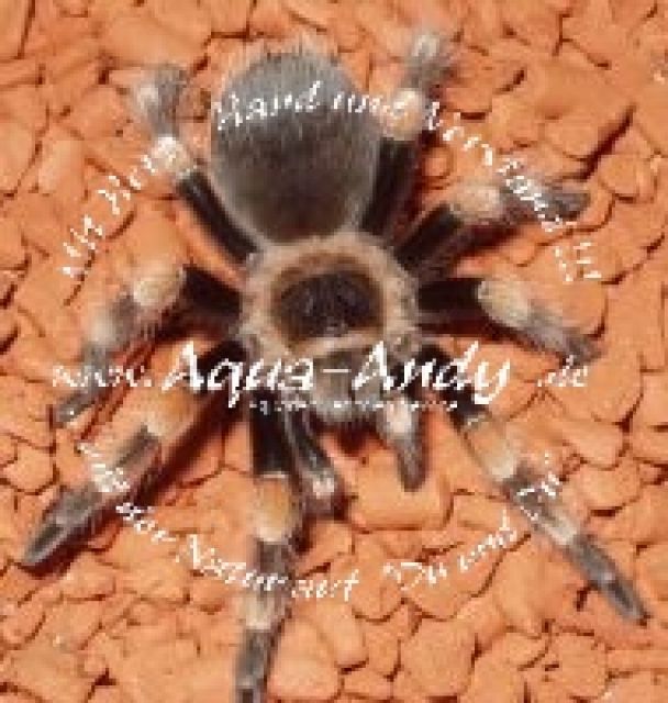 Brachypelma - Terrarien - Volkach