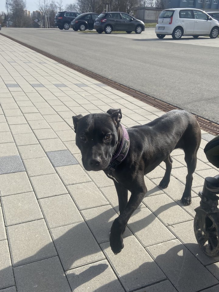 Liebe Junghündin sucht neues Zuhause - Hunde - Villingen-Schwenningen