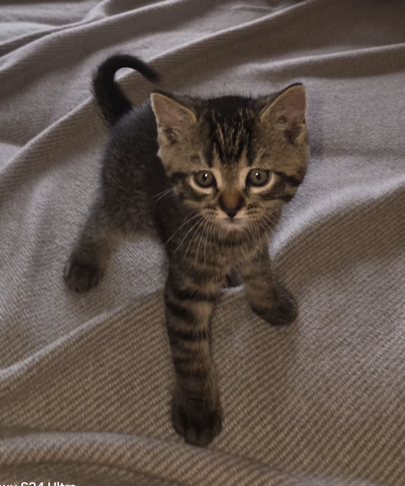 Katerchen grau getiegert abzugeben - Katzen - Eitorf