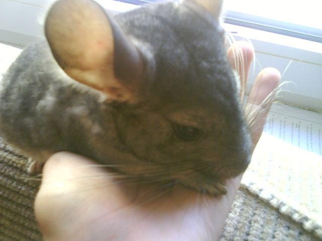 3 Chinchillajungtiere suchen ein neues zu Hause - Nagetiere Allgemein - Duisburg