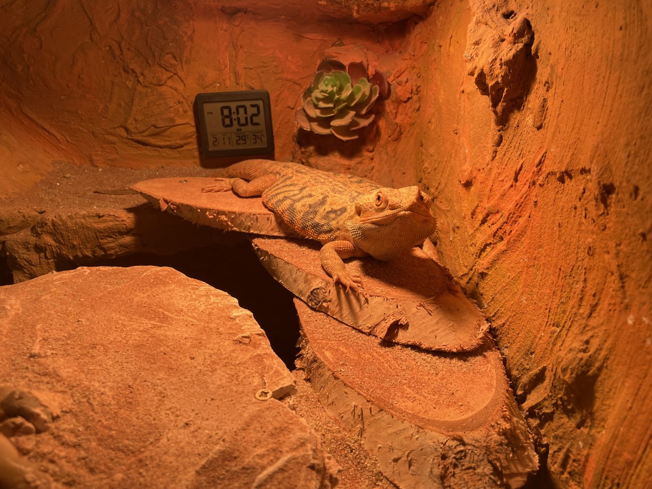 Terrarium mit Bartagamen Pärchen 2.J - Reptilien - Lübeck