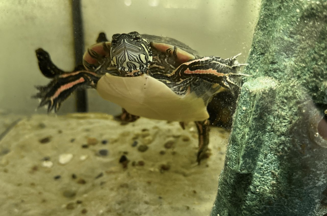 Chrysemys picta dorsalis, weiblich, NZ 2018 abzugeben - Reptilien - Nossen