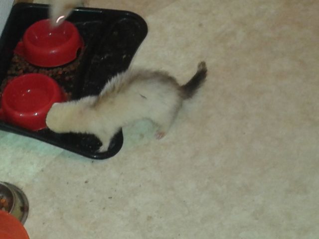 Drei sind noch da - Frettchen - schwedt/oder