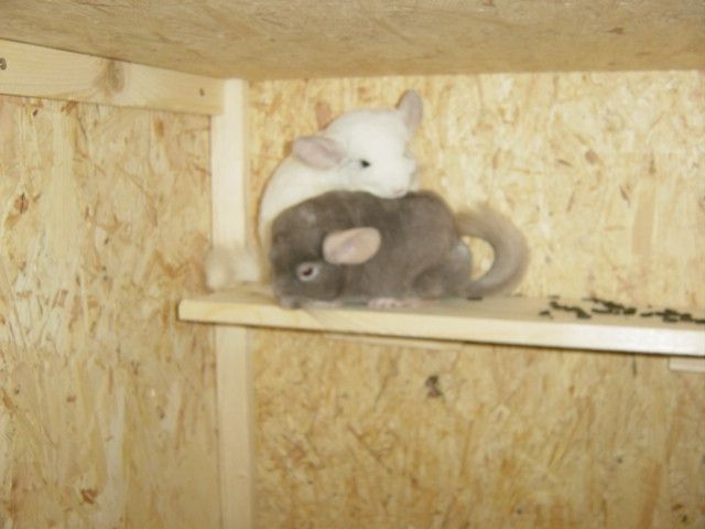 Chinchilla Zuchtauflösung - Nagetiere Allgemein - oberhausen