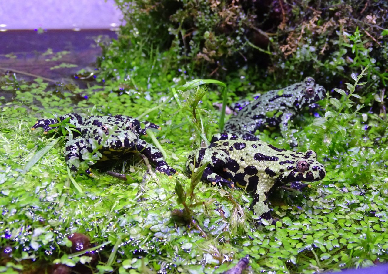 Chinesische Rotbauchunken (Bombina Orientalis) - Amphibien - Lünen