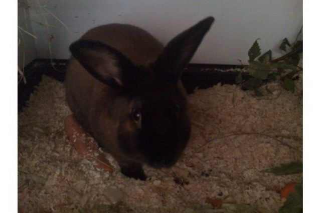 Süsser Satinrammler sucht  - Hasen Kaninchen - Lengerich Westfalen