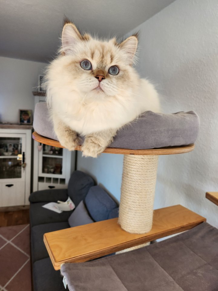 BKH BLH Katze weiblich Stammbaum geimpft gechipt EU Pass - Katzen - Mettmann