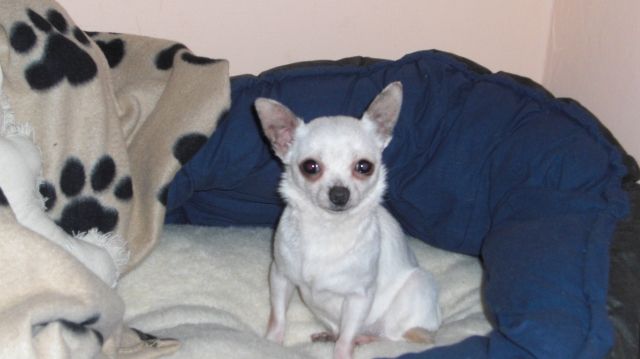 Chihuahua Dame - Hunde - Groß Krams