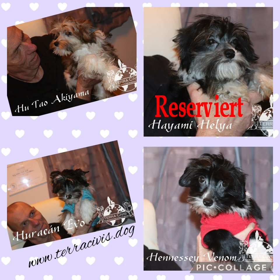 Chinese Crested Puppies - Hunde - Massbach