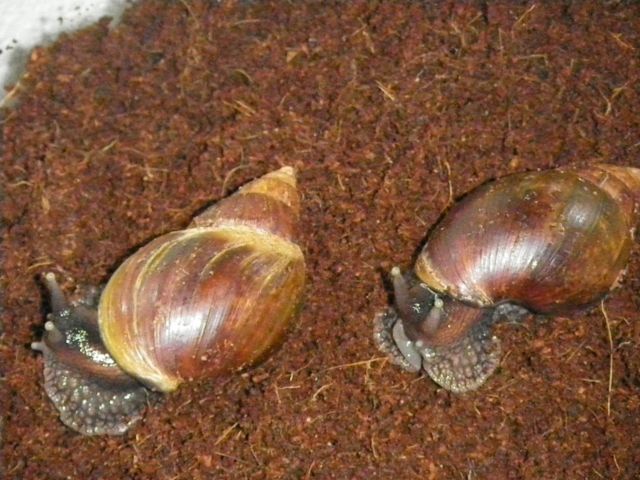 Achatschnecken - Sonstige Haustiere - Mannheim