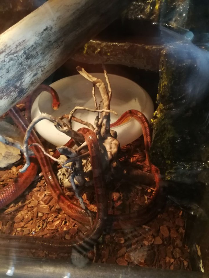 ZU VERSCHENKEN 3 Kornnattern mit Terrarium und 45 TK Mäusen - Reptilien - Frankfurt