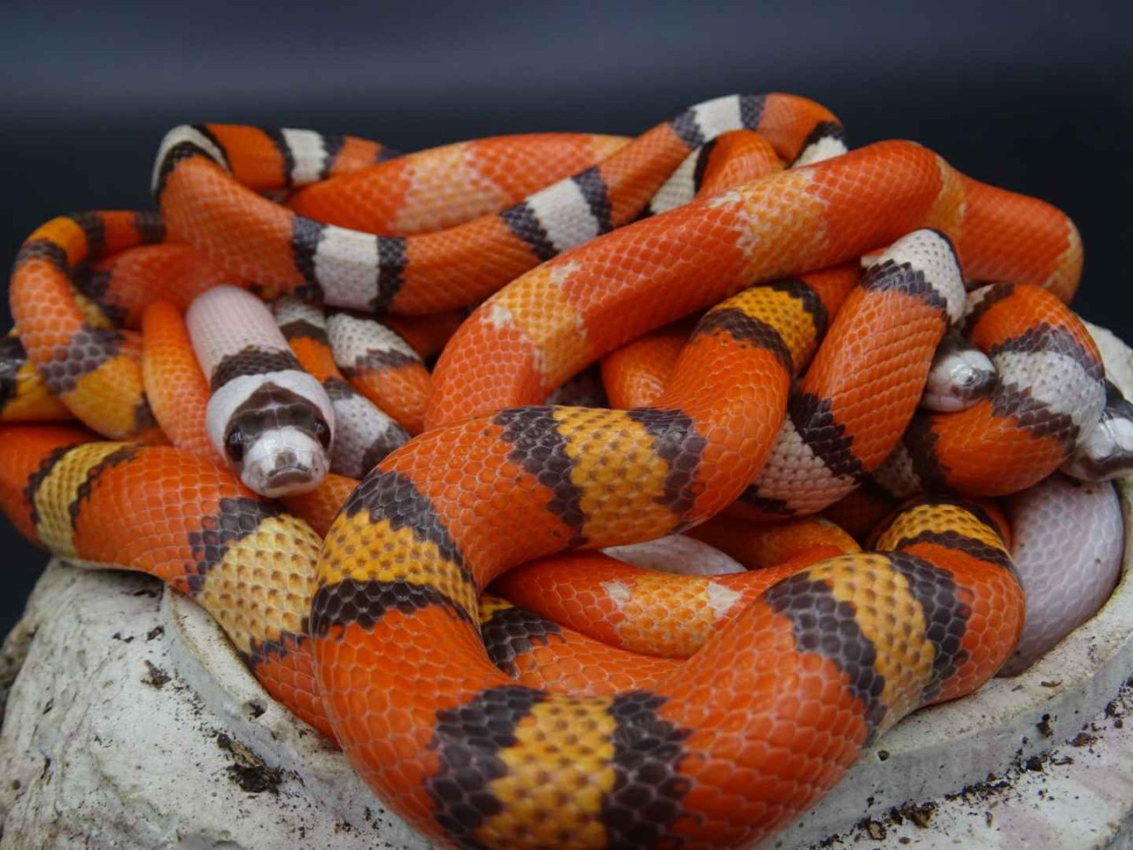 Lampropeltis abnorma / Honduras Königsnattern - Reptilien - Titz