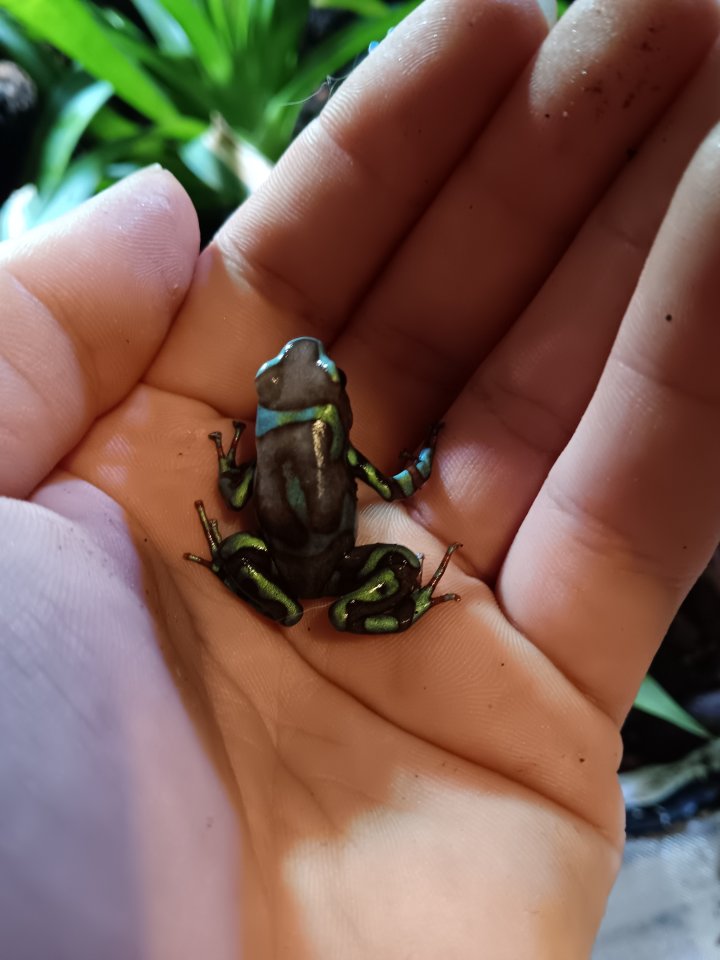 Dendrobates auratus birkhahn 2.3 - Amphibien - Oberhausen