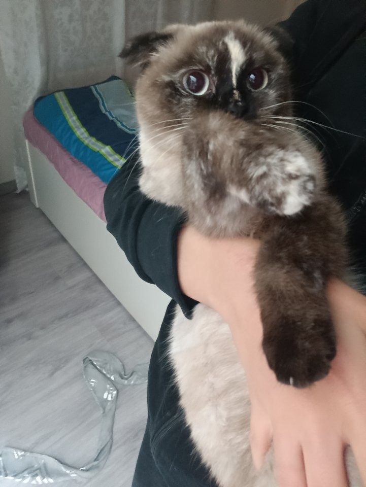 Weibliche Katze ?? - Katzen - Berlin