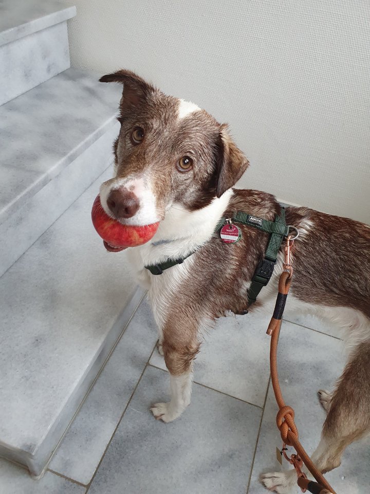 Mischling Hündin sucht dringend Zuhause - Hunde - Oberstadion 