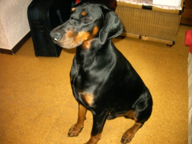 Deckrüde- dobermann - Hunde - hünstetten-kesselbach