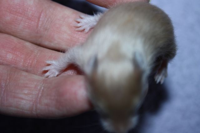Goldhamster und Teddyhamster aus seriöser Hamsterzucht aus München - Hamster - München