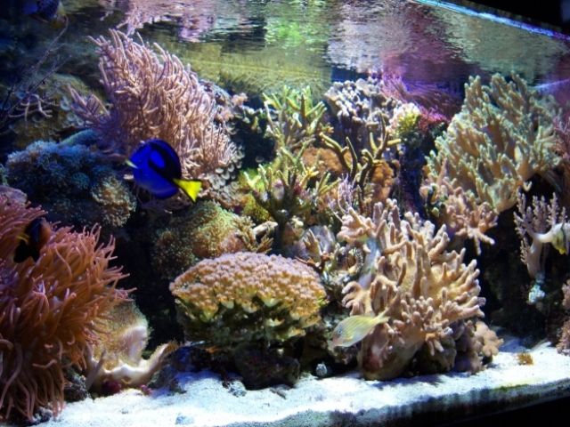 Deltec Meerwasseranlage - Aquarien und Zubehoer - Berlin