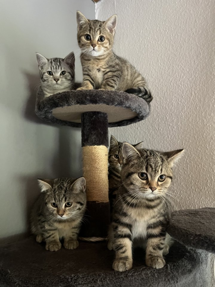British Shorthair & Bengal Mix - Katzen - Buchholz