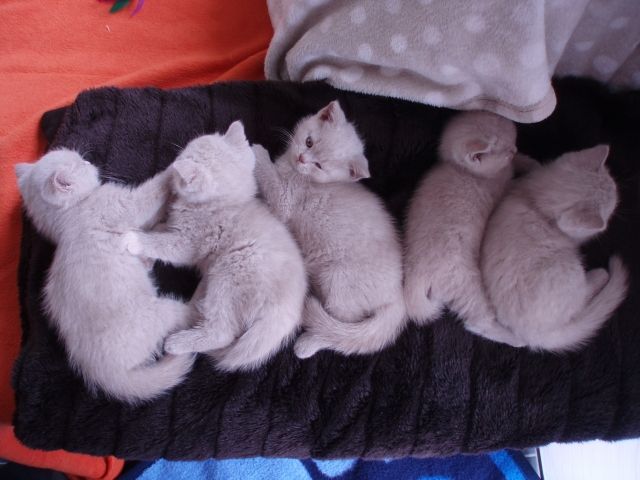 Super süße Britisch Kurzhaar Kätzchen! | tieranzeigen.net