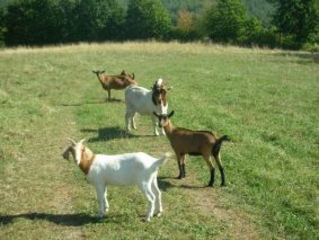 Buren-Bock und Buren-Mix-Ziege - Sonstige Nutztiere - Ebelsbach