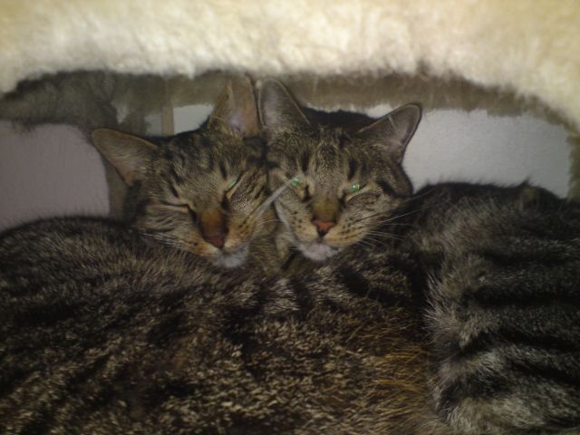 zwei Katzen zu verschenken