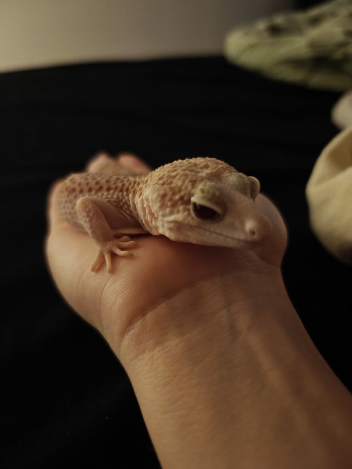 Leopard geckos Weibchen - Reptilien - Fürstenfeldbruck