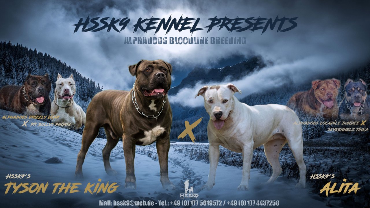 American Bully Welpen - Hunde - Hoppegarten