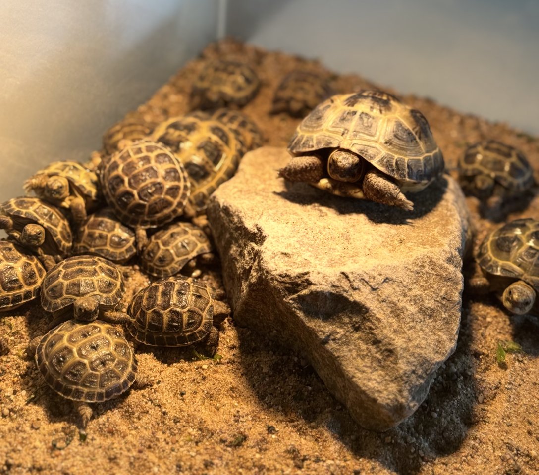 Steppenschildkröten (Vierzehenlandschildkröten) Schlupf 2025 Abzugeben Testudo h - Reptilien - Garbsen 