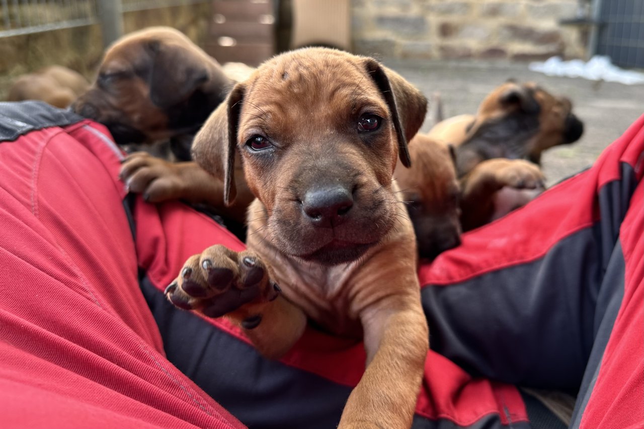 Rhodesian Ridgeback Welpen mit Papieren - Hunde - Hann Münden