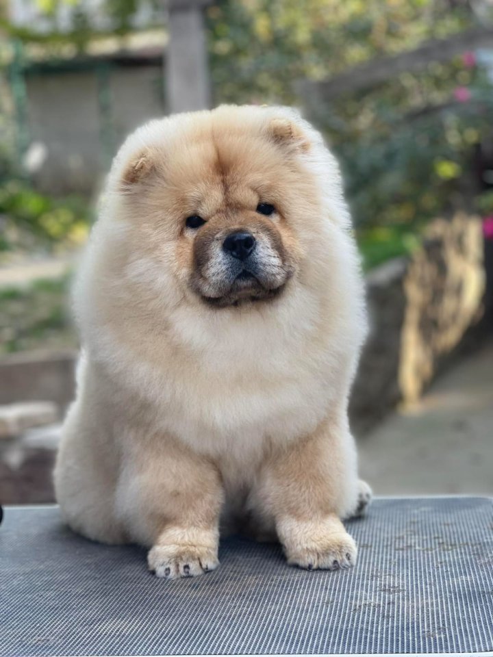 Chow Chow zu verkaufen. - Hunde - Viernheim
