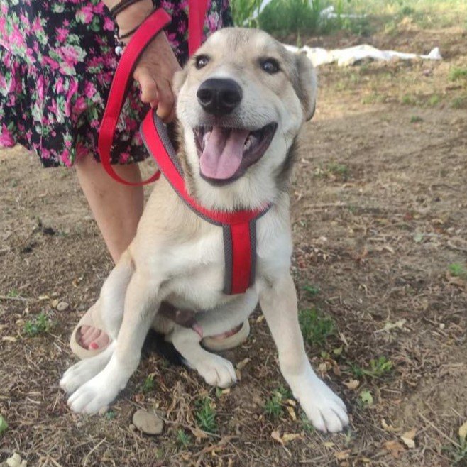 Laertis / Status: vorgemerkt - Hunde - Krefeld