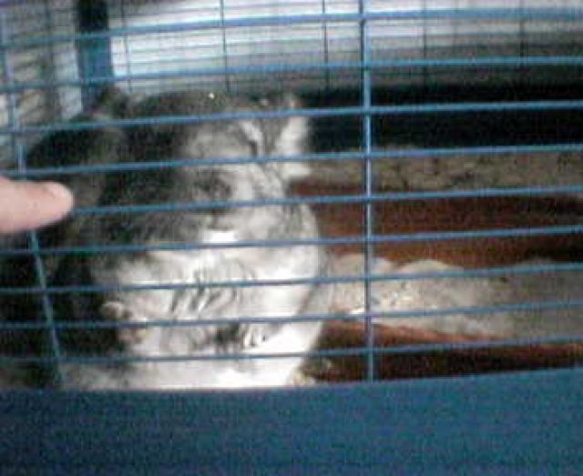 2 Chinchillas - Sonst Nagetiere - dortmund