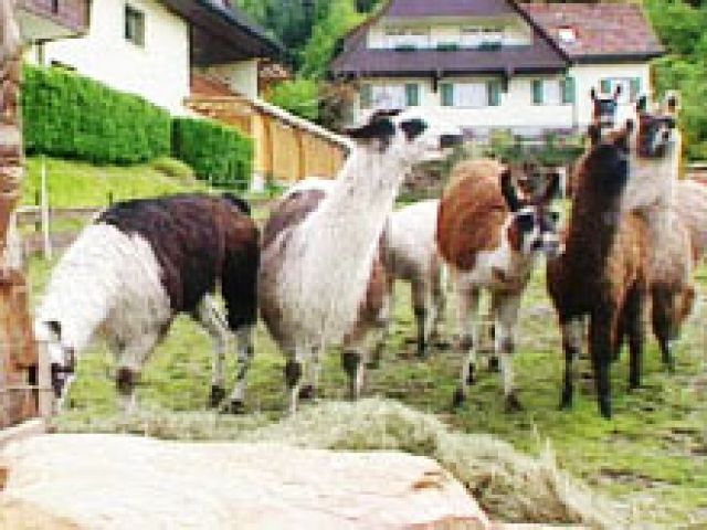Lamas aus dem Schwarzwal - Sonstige Nutztiere - Oppenau