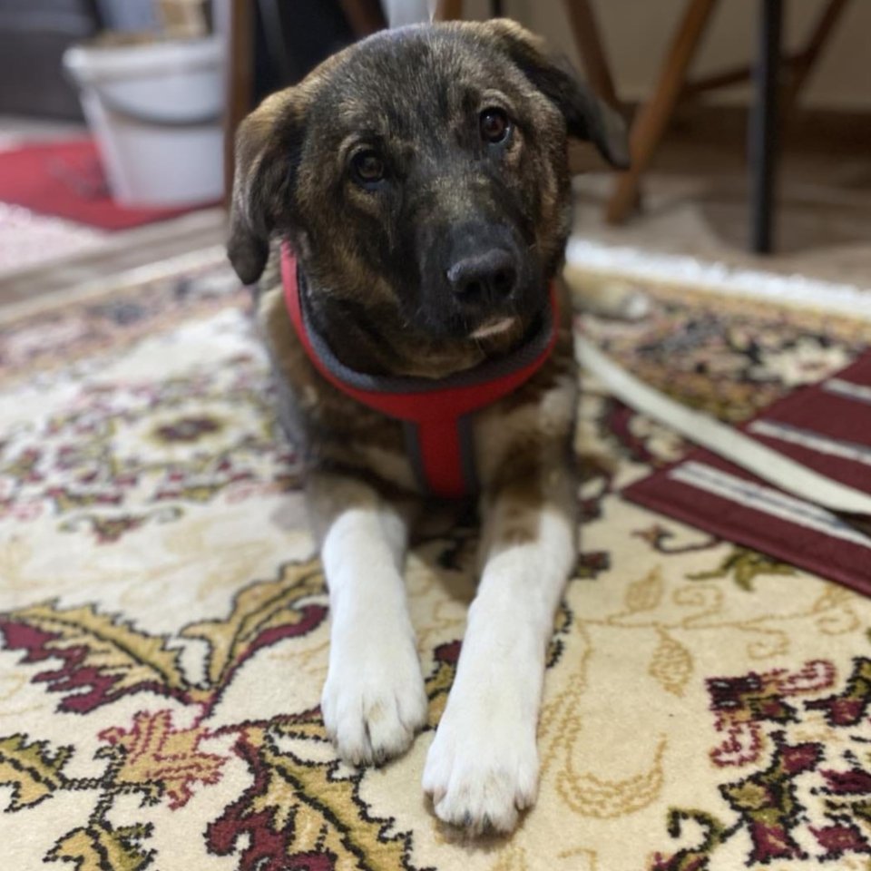 Sandra / Status: sucht ein Zuhause - Hunde - Krefeld