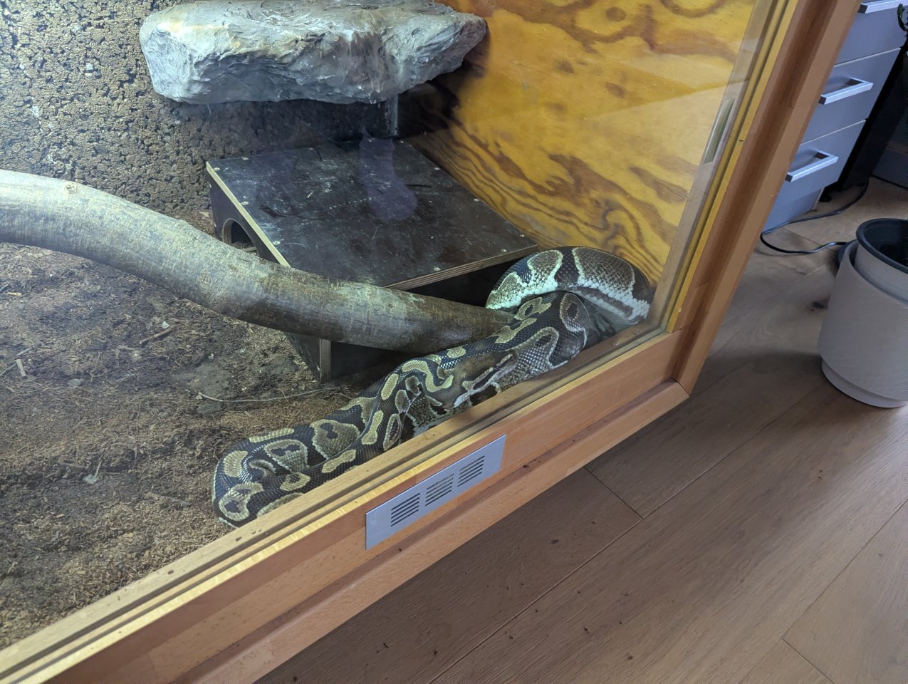 0.1 het Piebald DNZ 2014, ggf. inkl. Terrarium - Reptilien - Stuttgart