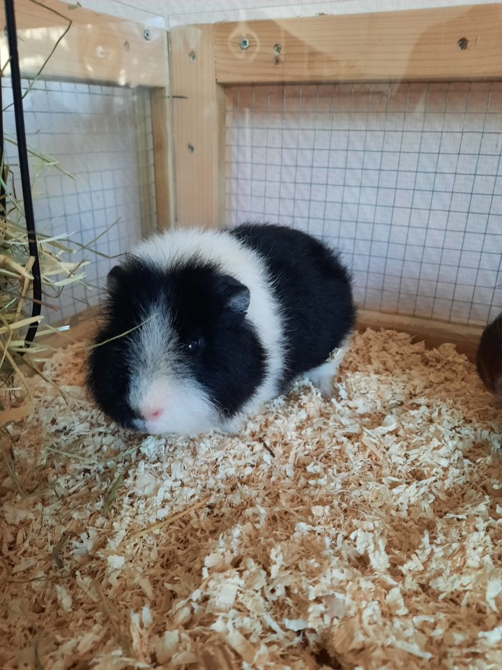 Meerschweinchen Böckchen mit großem Stall und Zubehör - Nagetiere - Biebertal