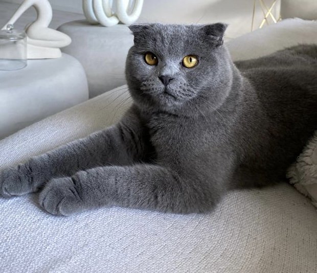 2 BKH-Mix grau, kastriert, Impfausweise - Katzen - Krefeld