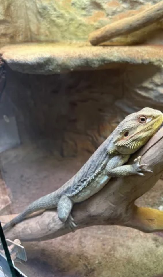 Bartagame in liebevolle Hände abzugeben  - Reptilien - Chemnitz 