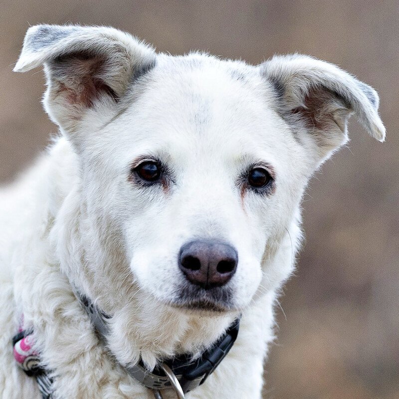 LINNY - weiblich  12 Jahre  57 cm  27 kg  Mix  Gechipt  Kastriert - Hunde - Lauf an der Pegnitz